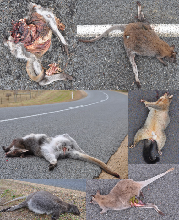 Roadkill