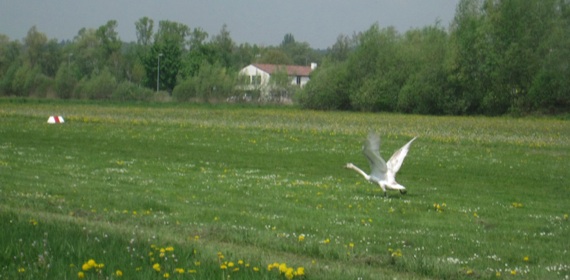 Schwan auf EDTZ