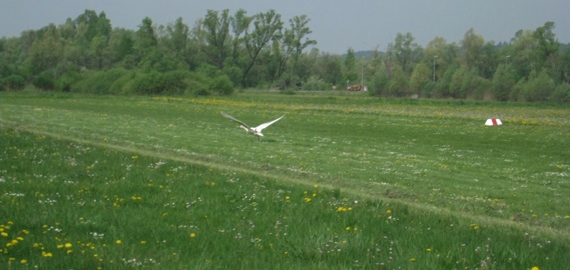 Schwan auf EDTZ